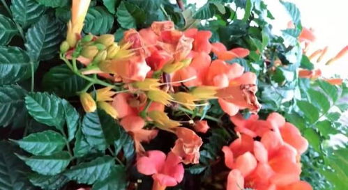 花卉市场选购技巧：堪根系、摸叶片、比价格