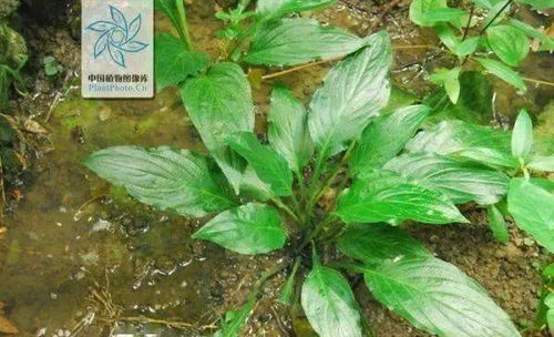 林下种草选哪些耐阴品种那个？如何避免种植误区？