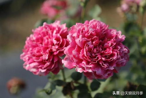 花朵：美得像童话里的公主