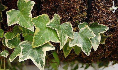 冬季：休眠期， 蓄势待发