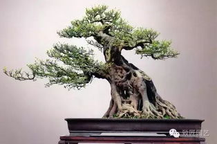 树桩盆景侧枝如何修剪才能快速变粗