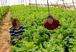 适合种植的蔬菜