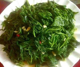 桑叶是蚕宝宝的最佳食物吗？