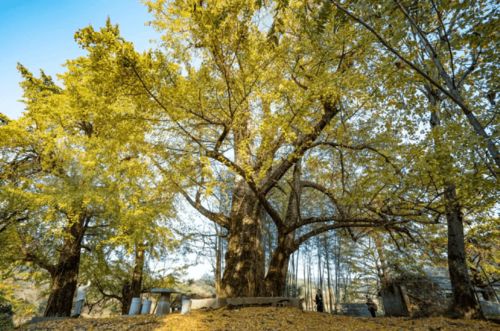 银杏树的蕞佳观赏期揭秘