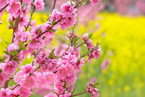 “桃花春天播种，如何确保发芽率