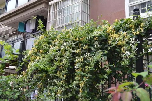 金银花：既是良药也是美景