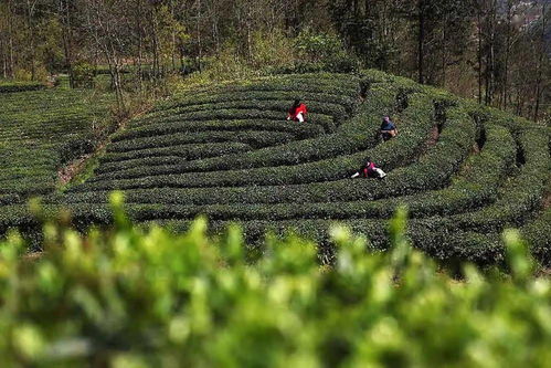 掌握最佳采摘时机：大田茶油的月度采摘指南