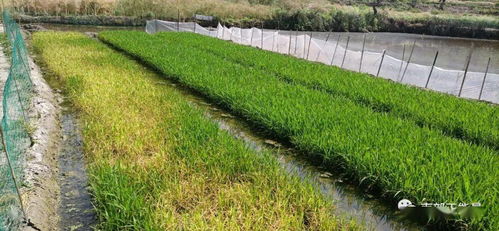 秧苗打除草剂的作用与原理