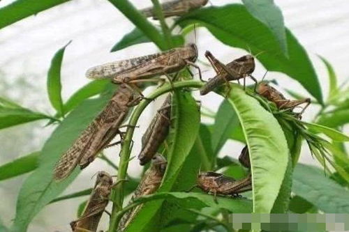 蝗虫的天敌和防治方法