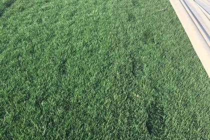 低洼地种植草种的选择，你了解多少？