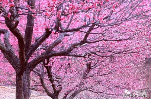 桃花（爱情与希望）——“桃花盛开