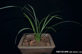 程梅和大一品：香氛王者， 适合不同场景