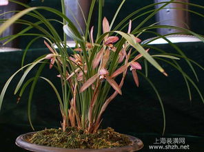 秋季兰花怎么养才能旺盛？如何保持其生命力