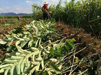 板栗根系再生嫩力差