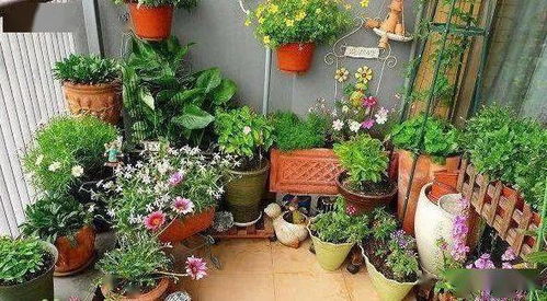 绿植养护，选对方法，花开满枝！