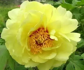 绿色月季：清新脱俗的独特魅力