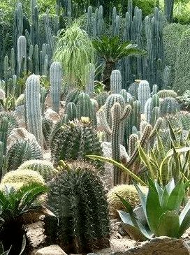 探秘仙人掌奇果，花卉界新宠来袭！