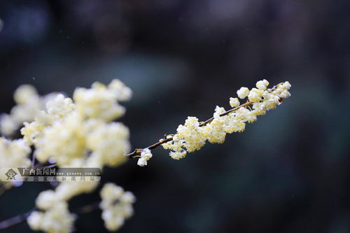 冬日里的美丽使者——水仙花