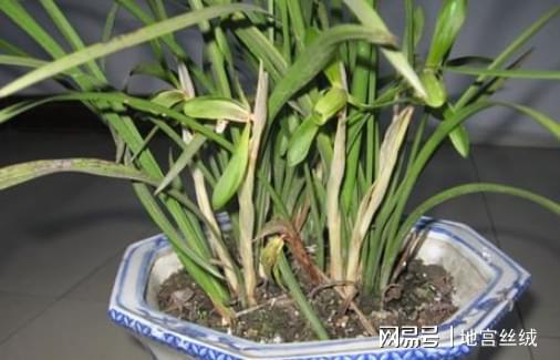 兰花浇水用什么水？