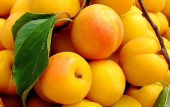 杏子种子发芽率低，怎么办？三时段处理揭秘