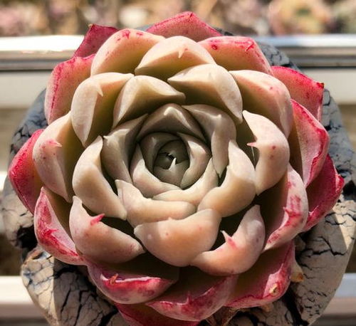 冬天多肉植物怎么养植？如何让它们安全过冬
