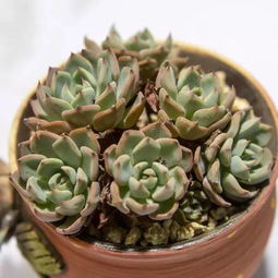 大苗移栽， 提前断根