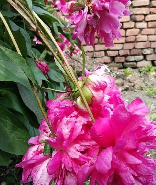 嫁接与品种的魔力