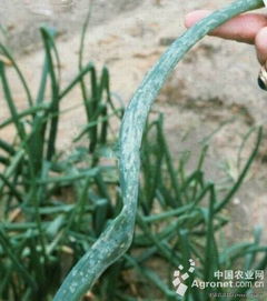 葱灰霉病防治，辣椒水是个宝？