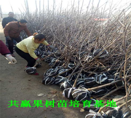 樱桃树移栽后的烦恼：除草剂使用需谨慎