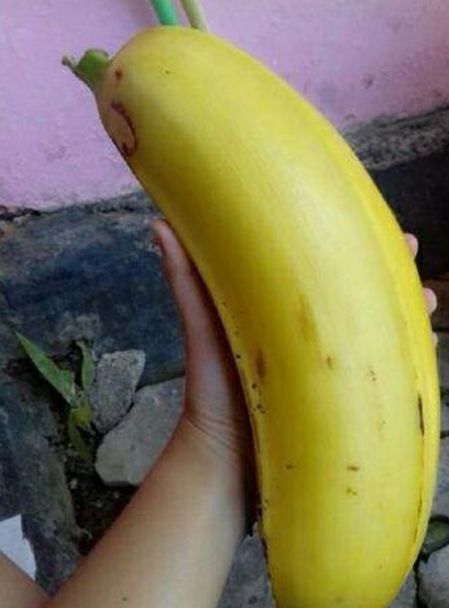 芭蕉树和香蕉的区别