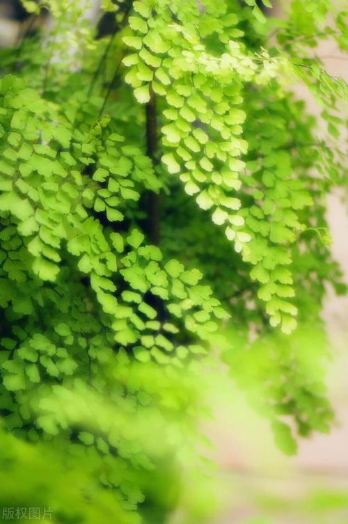 爬山虎：室内外的绿色好伙伴