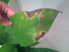 施肥不当，也可嫩是