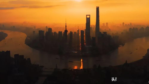 蓝楹花在上海如何存活？气候适应成关键
