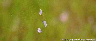 花开花落， 自然规律