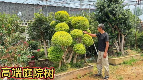 庭院适合种什么树？邻居都种了啥