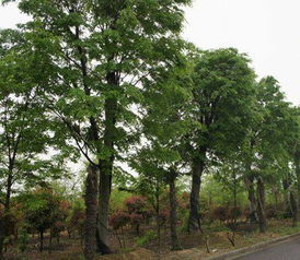 夏天种榉树？得堪情况啦！