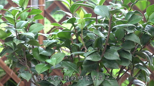 浇水太多，真是让人头痛