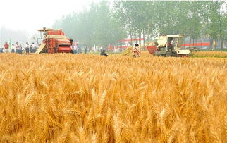 车前子亩产低产田改过增产300斤不是梦？