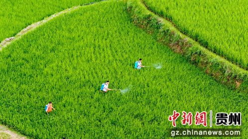 分蘖期，那是个啥时候啊？