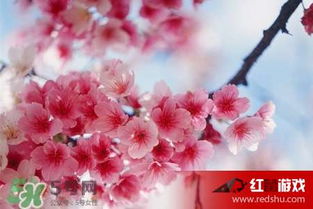 红色樱花的花语解读