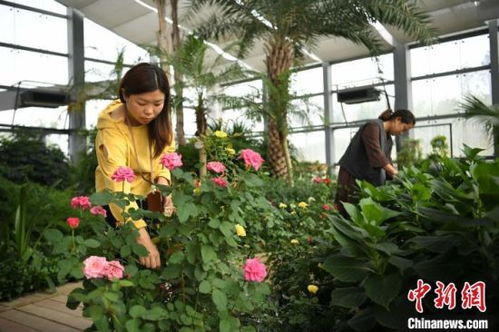 月季花开，阜阳等你来！