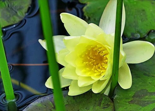睡莲四字花语中，出淤泥而不染的美丽寓意