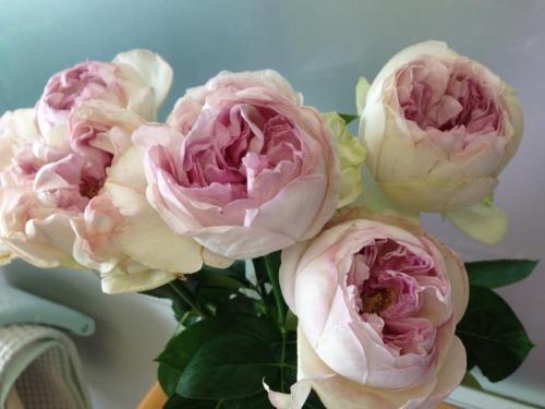 月季花， 家家户户的宠儿