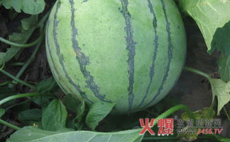 西瓜种子用农药拌种后的疑惑