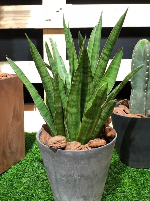 虎皮植物养殖，如何让叶片更加鲜艳