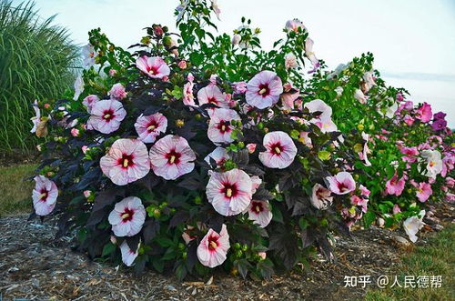 好一朵玫瑰花，花开谁家院