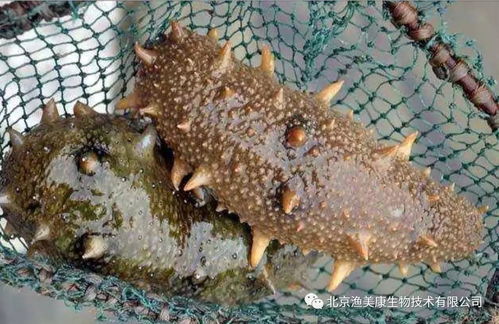 海参养殖需要哪些具体条件，才能营造一个适宜其生长的理想环境