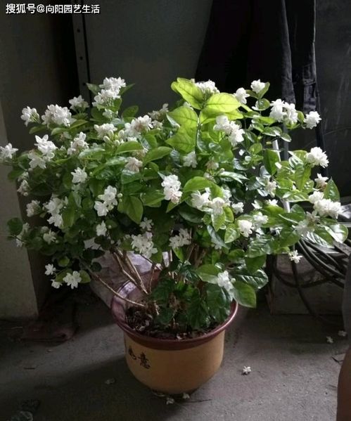 换盆就死？带着原土移栽，旧营养钵剪开别伤根