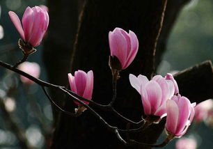 旱荷花种子发芽年限只有5年
