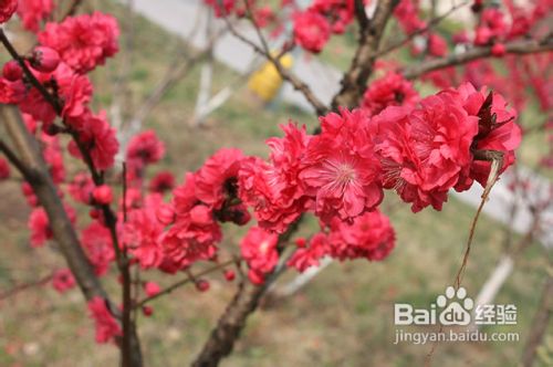 夏季和冬季：碧桃种植的两大禁忌